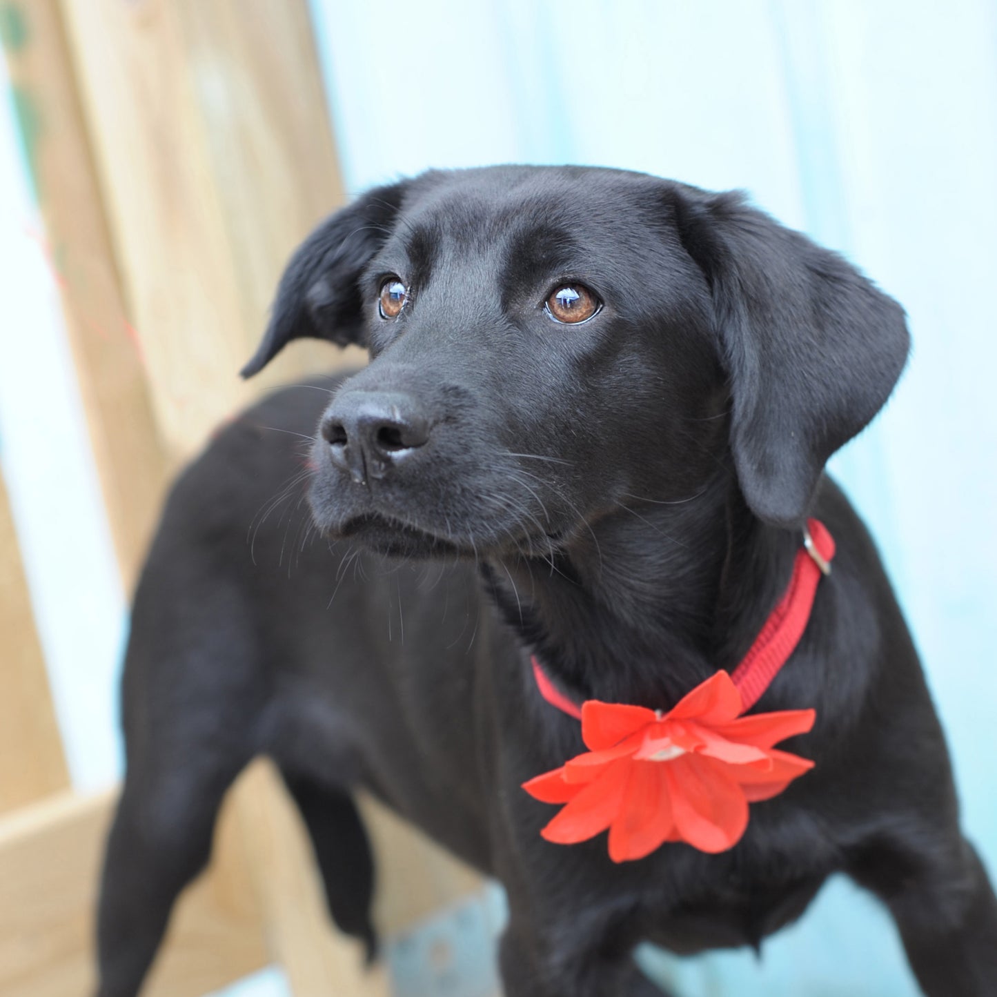 Lily Dog Collar Bloom Pack