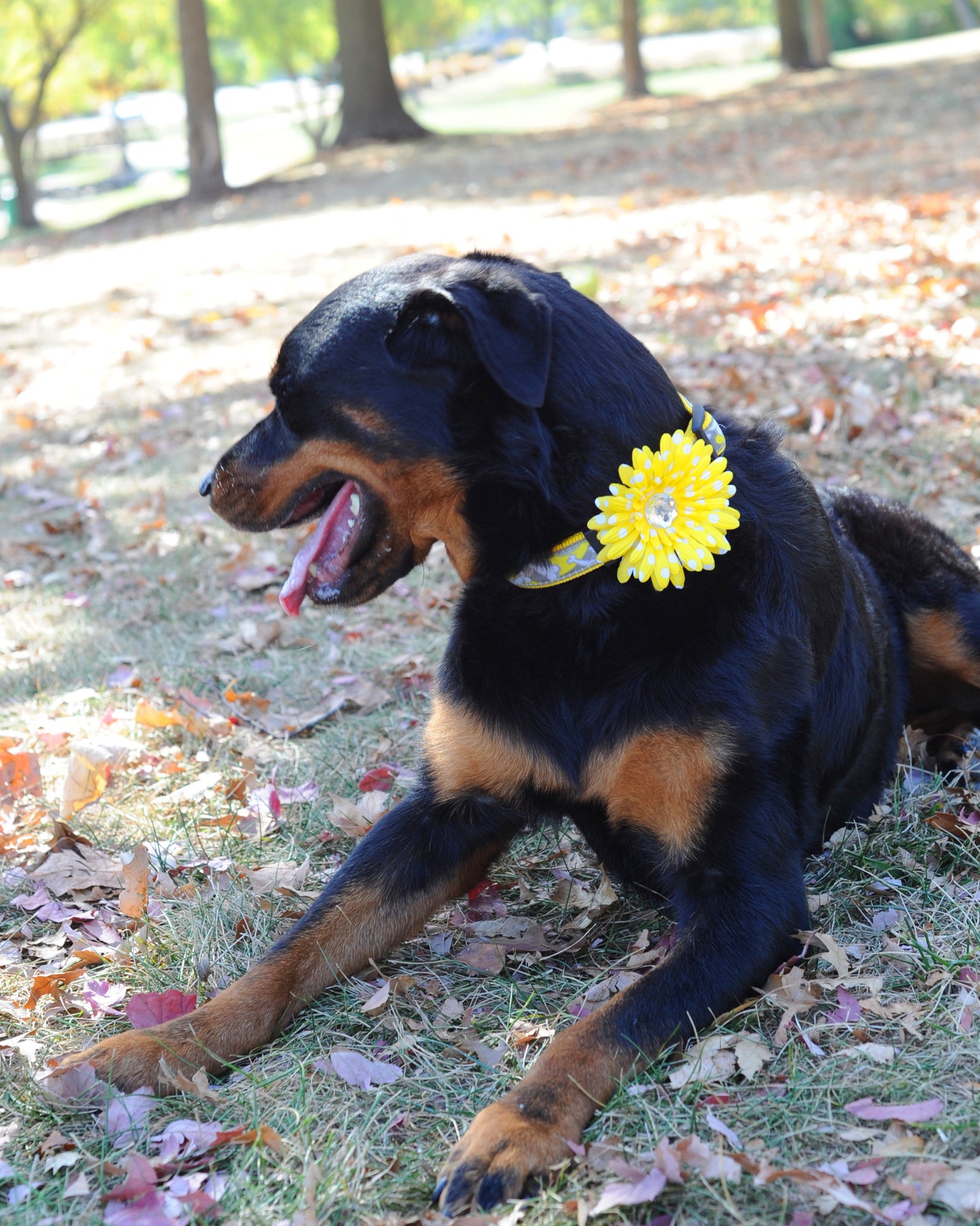 Daisy Dog Collar Bloom Pack