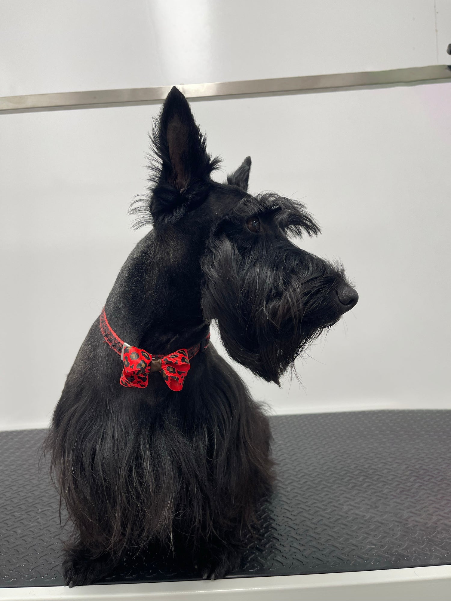 Dog Grooming