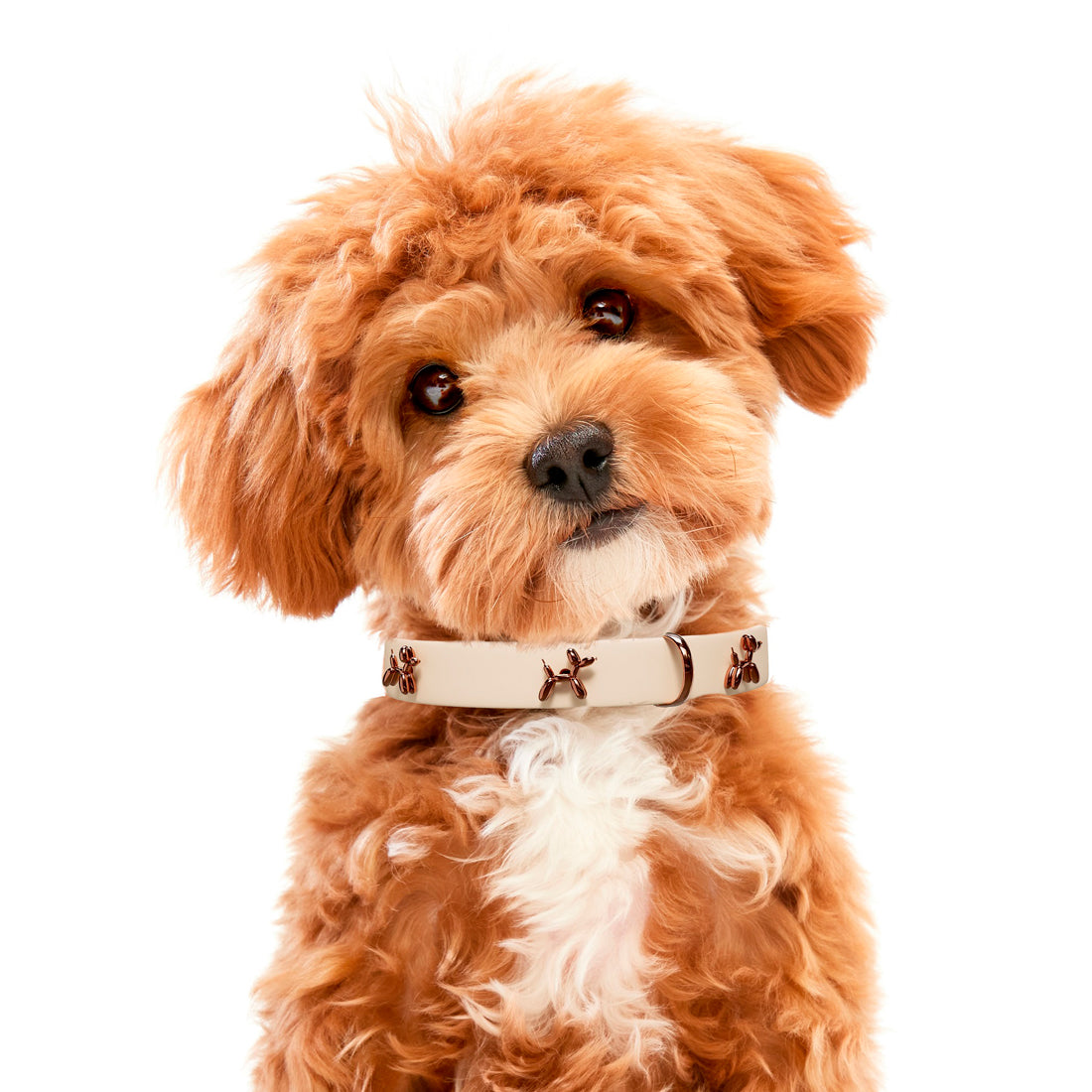 Pet Collars