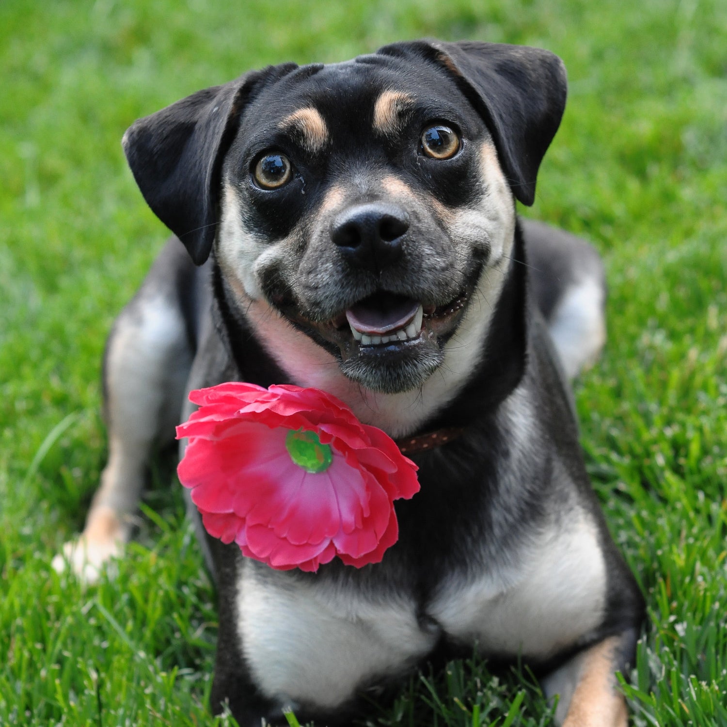 Dog Collar Blooms