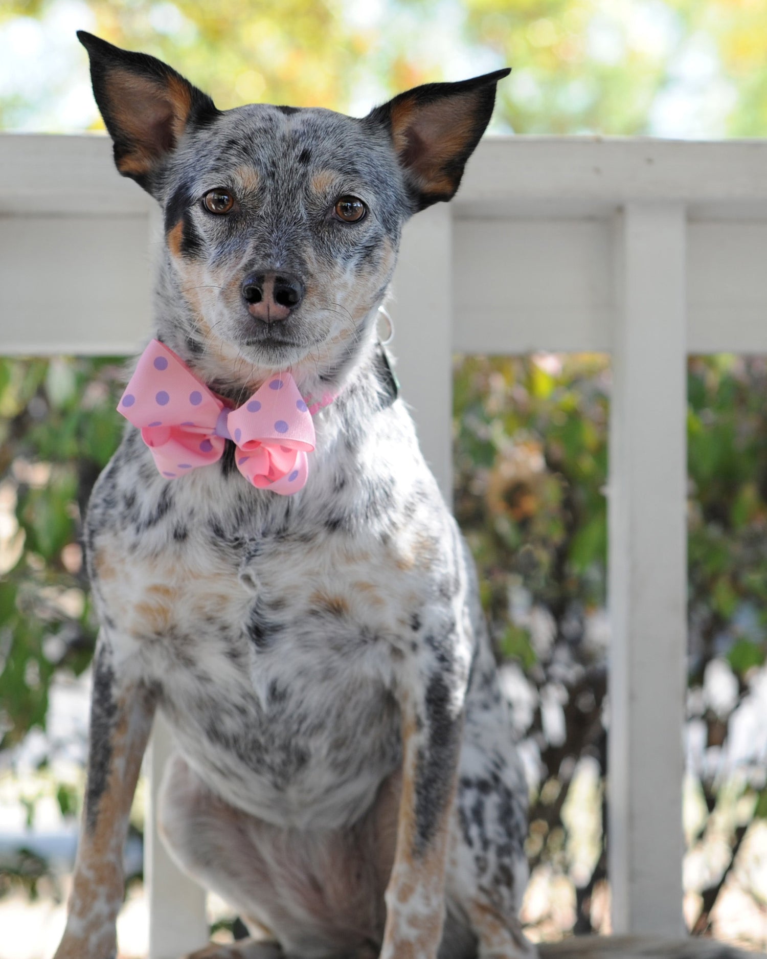 Dog Collar Bows