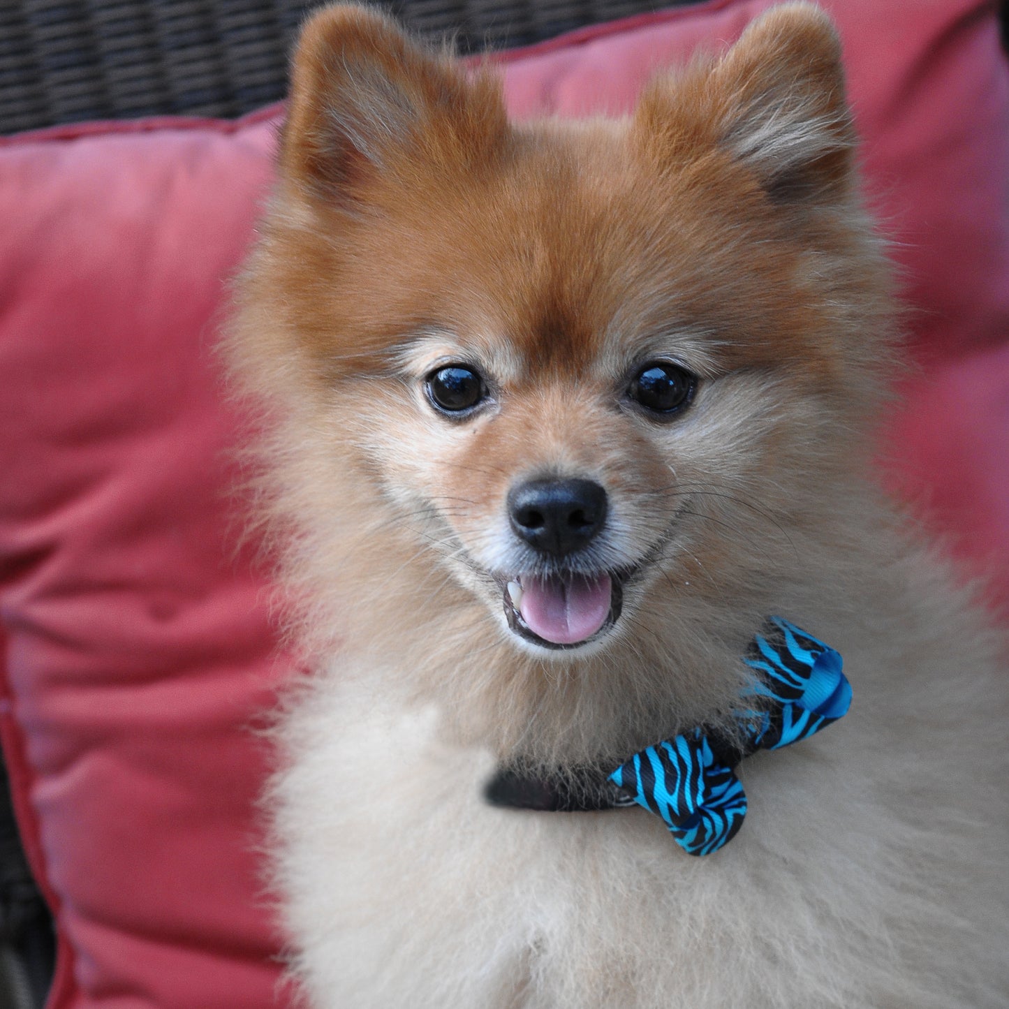 Dog Collar Bow Pack Bitty