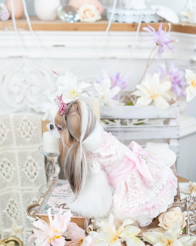 Luxury design dog dress vintage lace