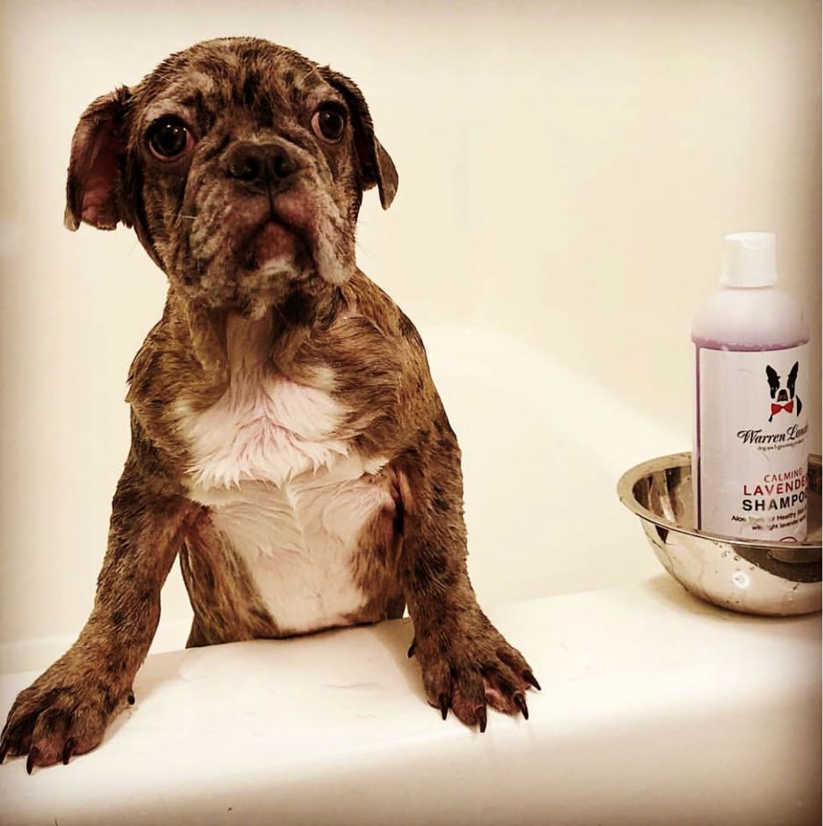 Calming Lavender Dog Shampoo w/Aloe Vera & Essential Oils