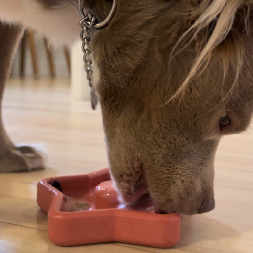 FreezStar - Long-Lasting Star Chew