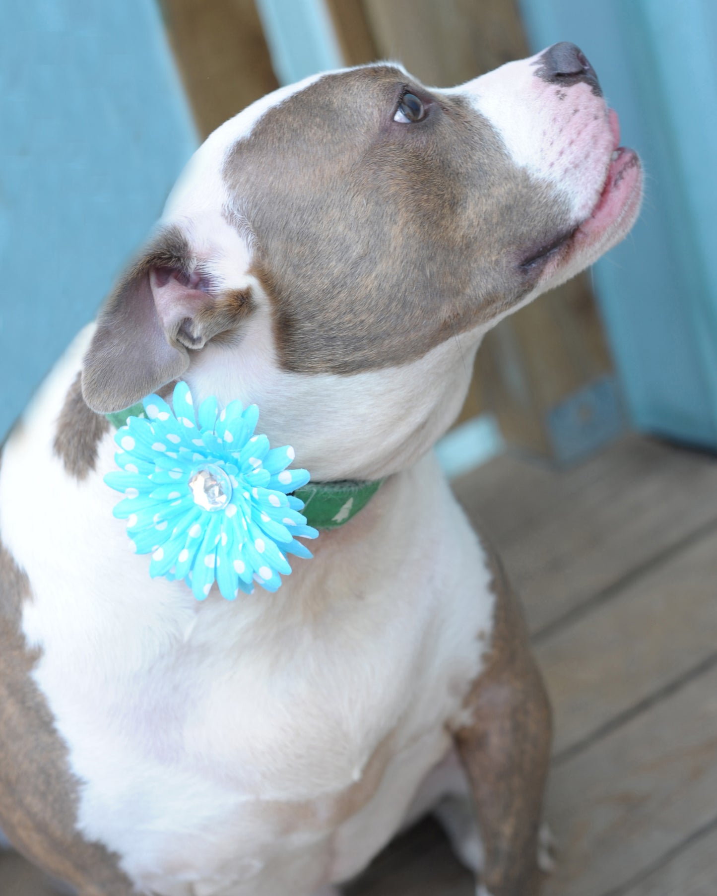 Daisy Dog Collar Bloom Pack