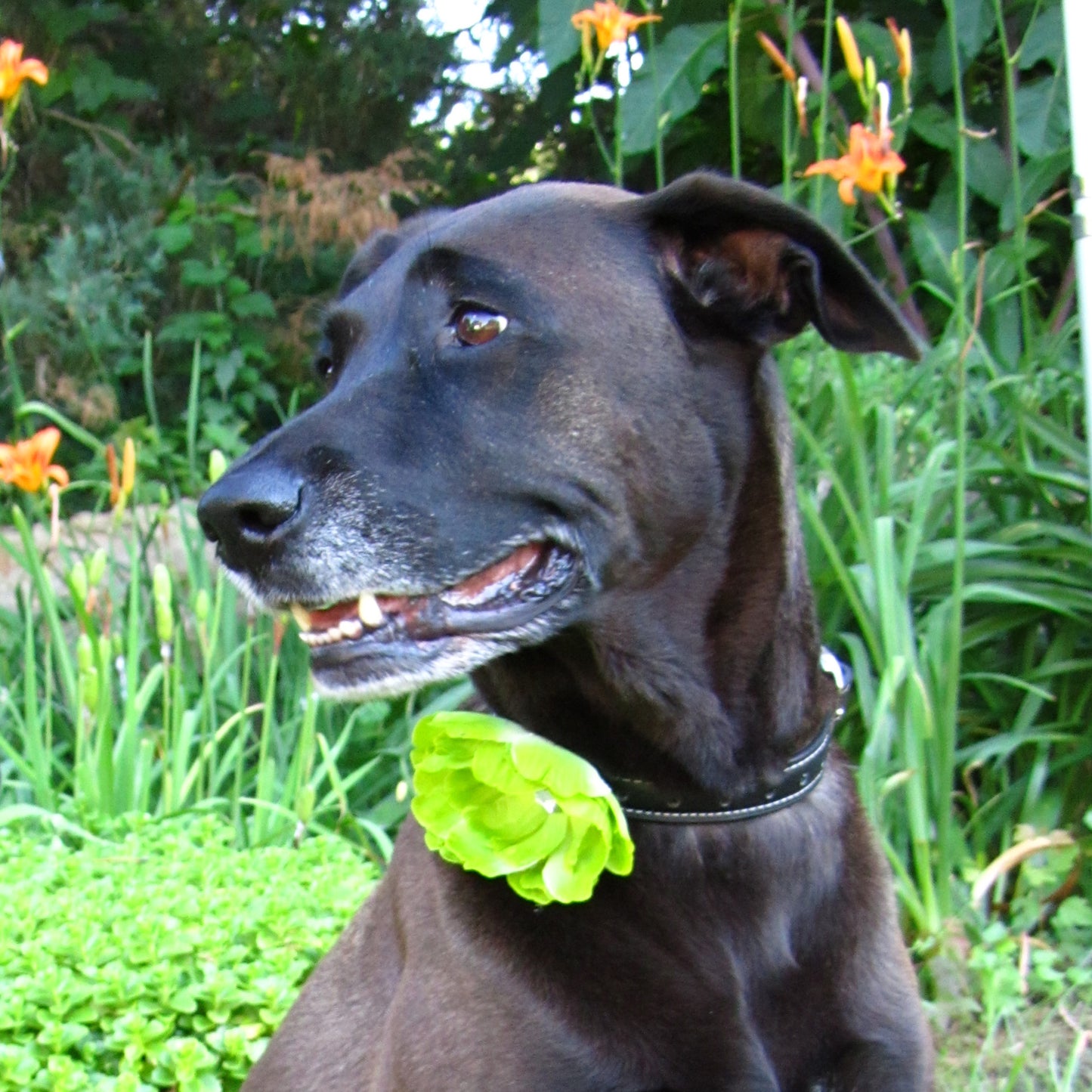 Peony Dog Collar Bloom Pack