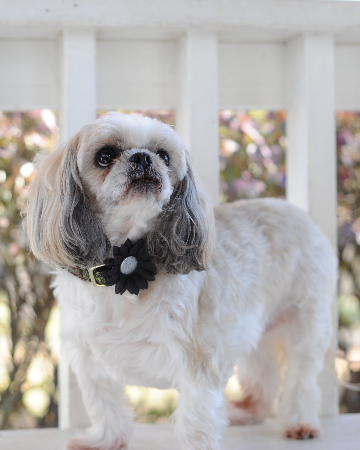 Mini Daisy Dog Collar Bloom Pack