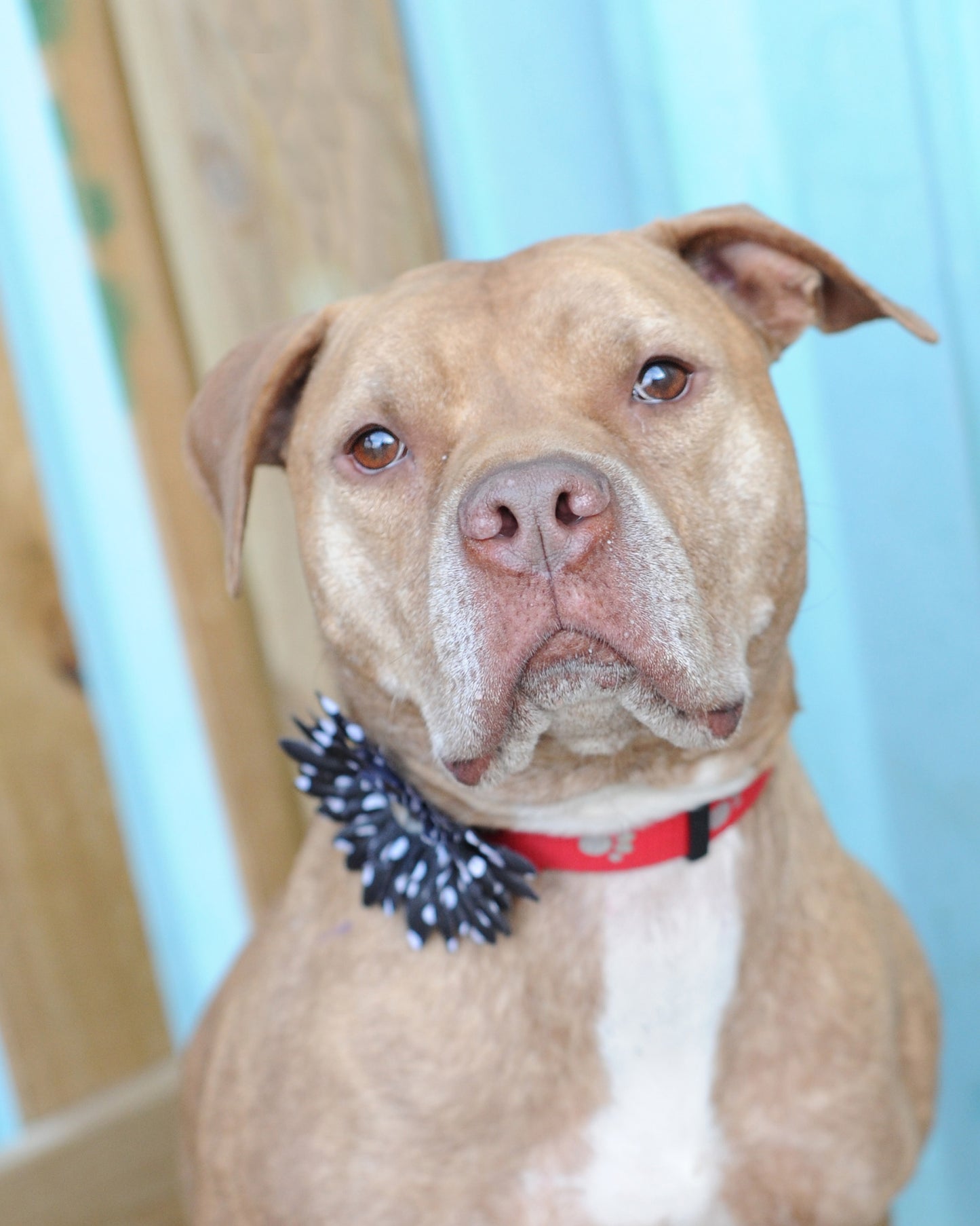 Daisy Dog Collar Bloom Pack