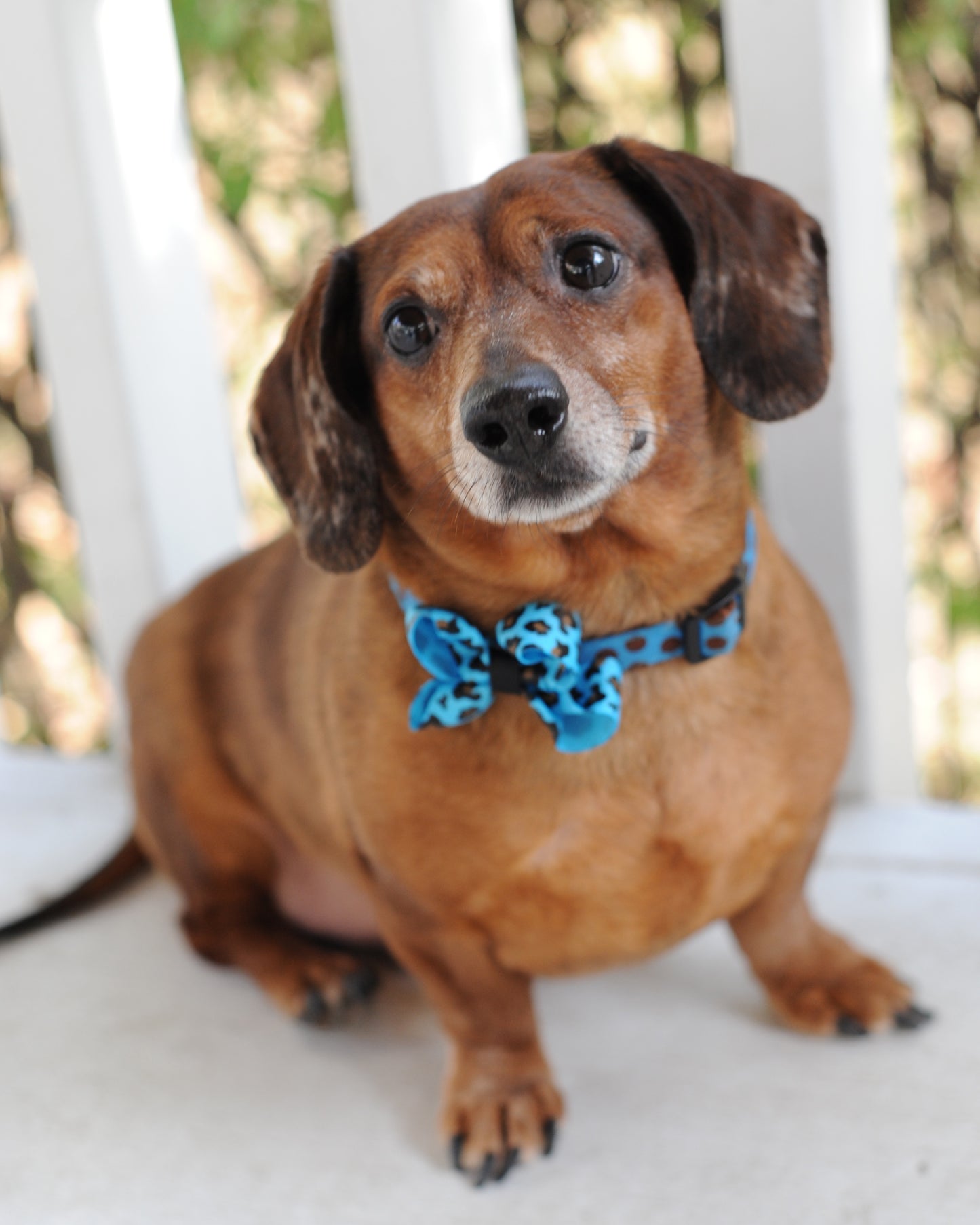 Dog Collar Bow Pack Bitty