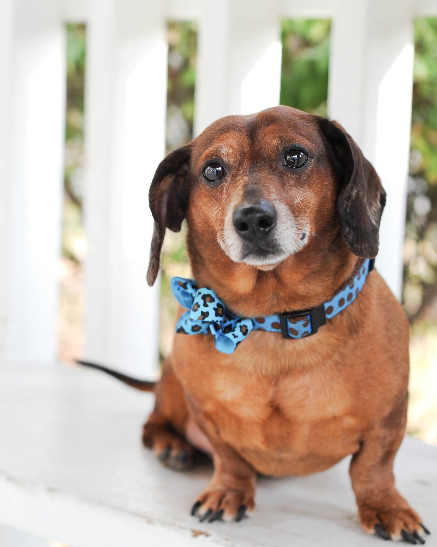 Dog Collar Bow Pack Bitty