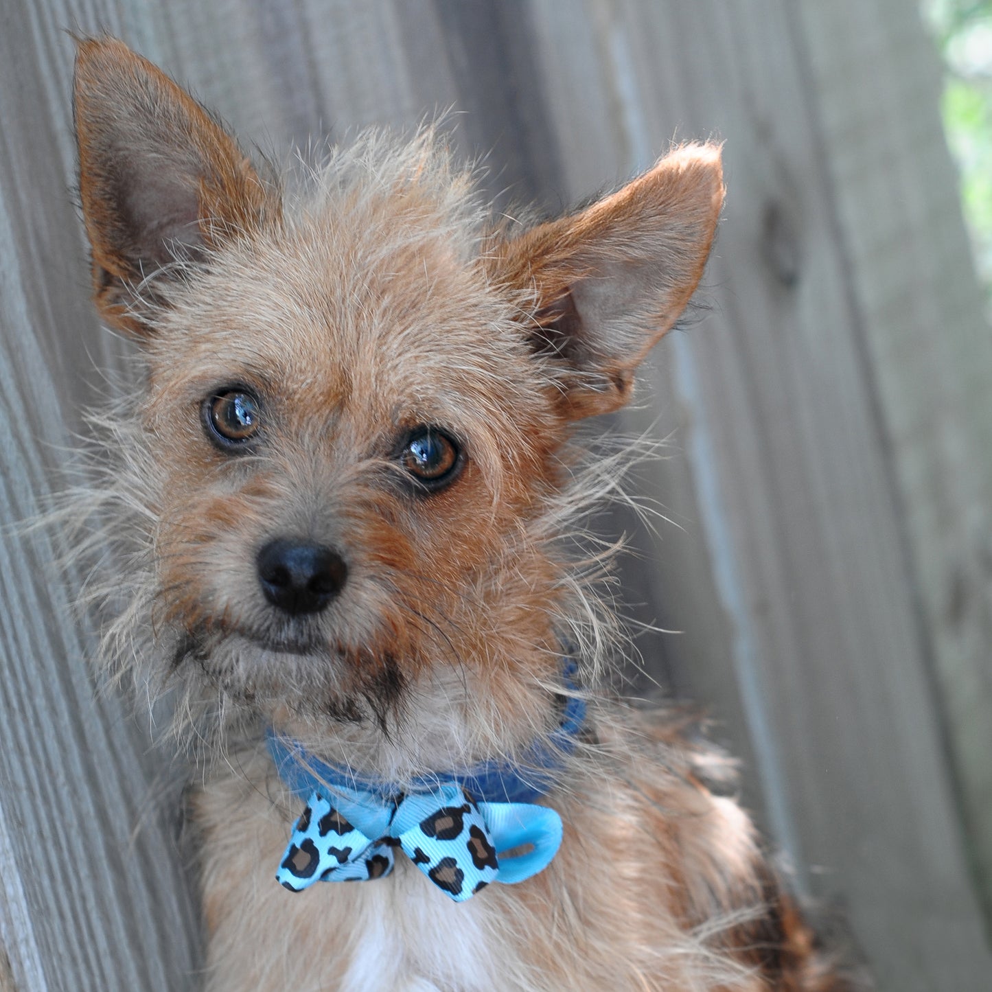 Dog Collar Bow Pack Bitty