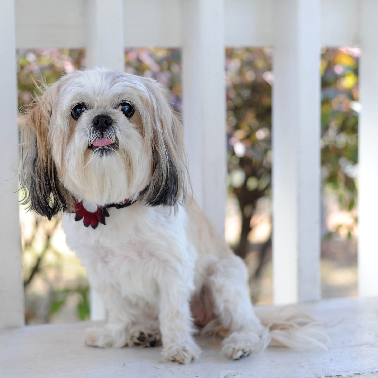 Mini Daisy Dog Collar Bloom Pack