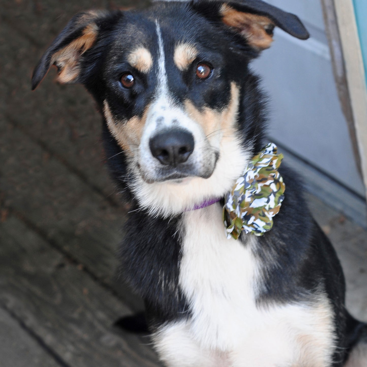 Peony Dog Collar Bloom Pack