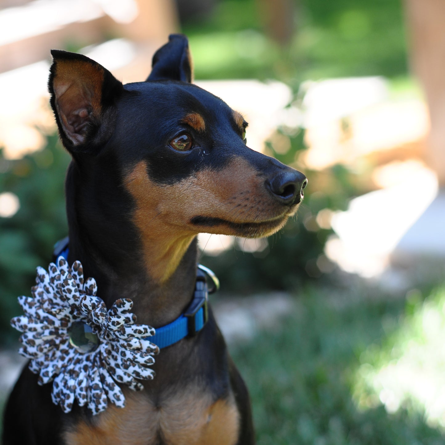 Daisy Dog Collar Bloom Pack
