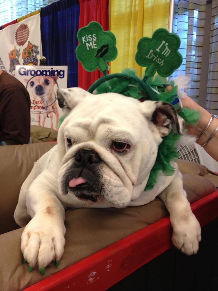 Pawdicure Polish Pens - Choose From 13 Colors! - Dog Nail Polish