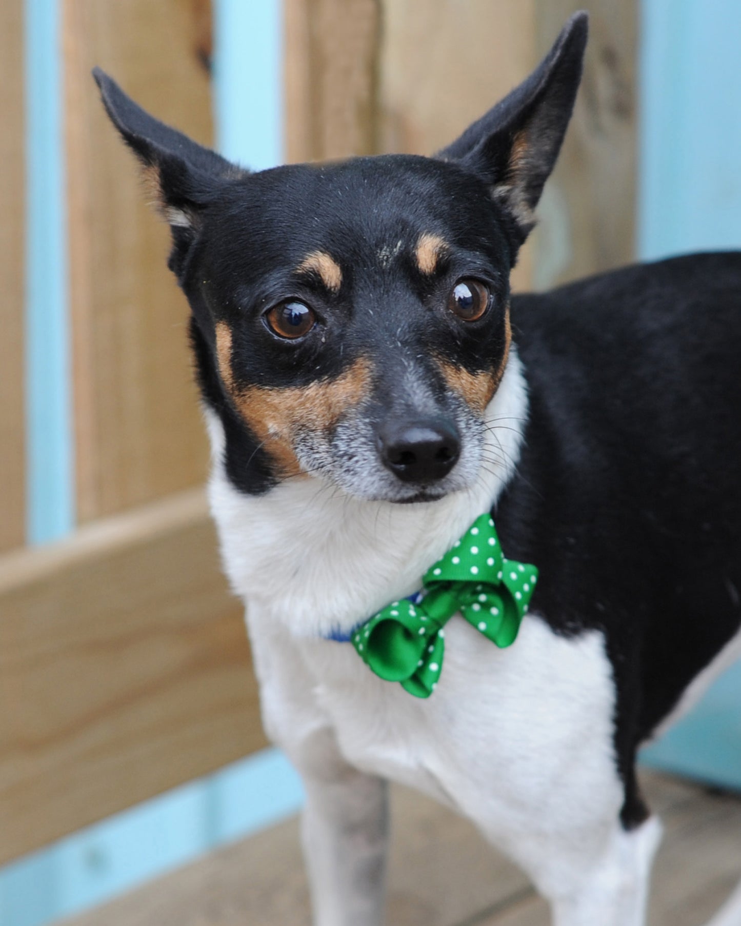 Dog Collar Bow Pack Bitty