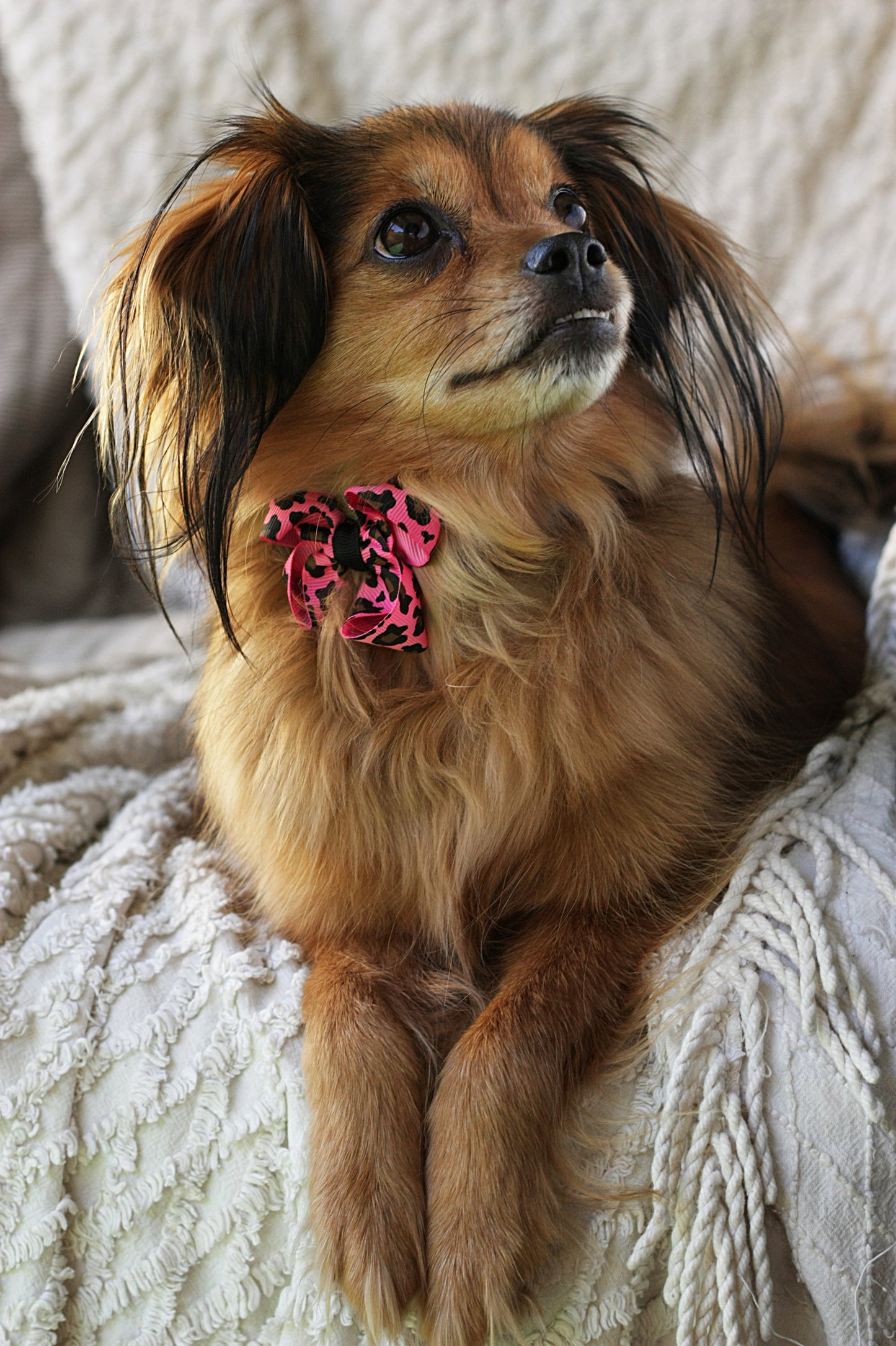 Dog Collar Bow Pack Bitty