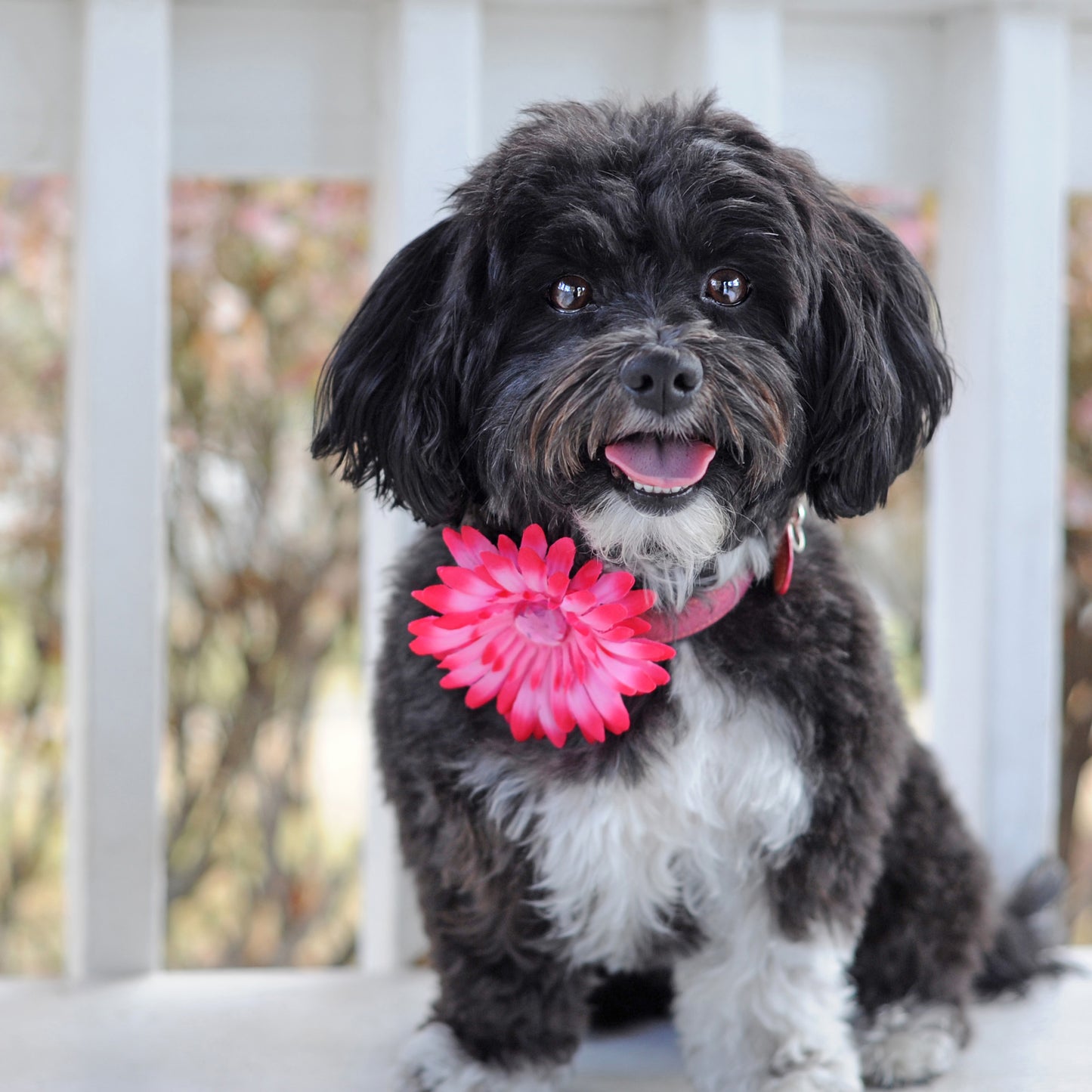 Daisy Dog Collar Bloom Pack