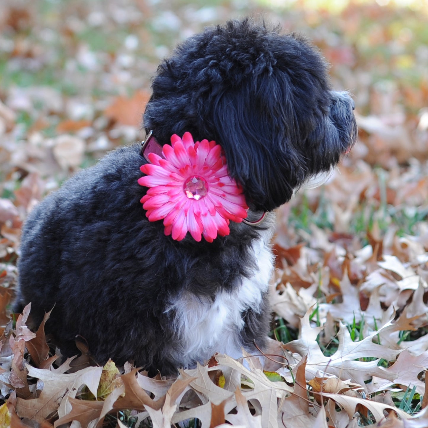 Daisy Dog Collar Bloom Pack