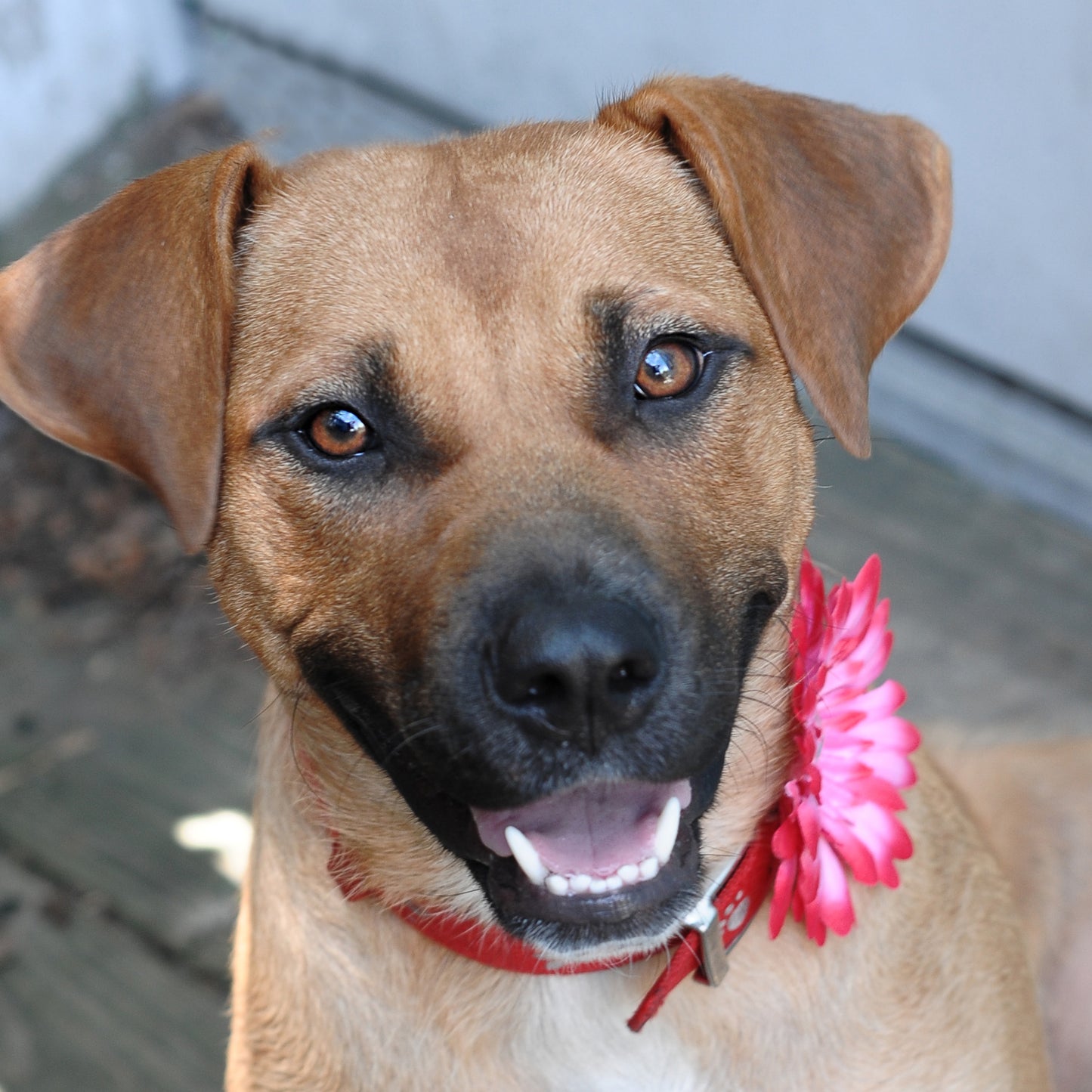 Daisy Dog Collar Bloom Pack