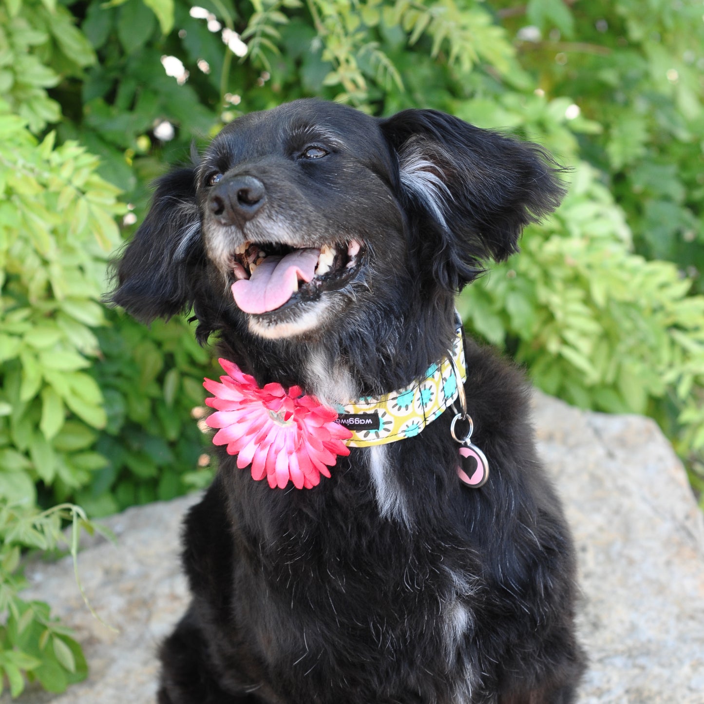Daisy Dog Collar Bloom Pack