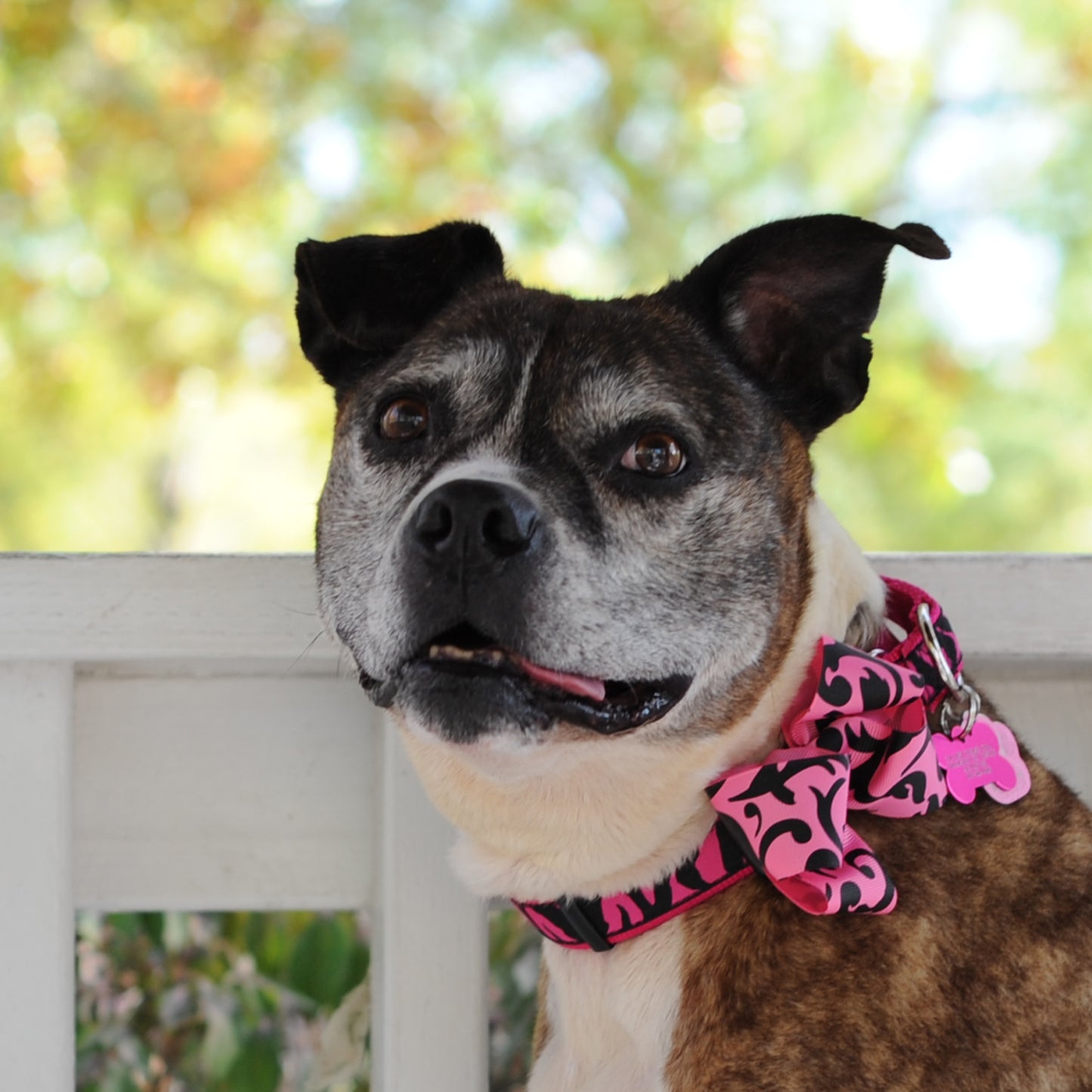 Dog Collar Bow Pack Large