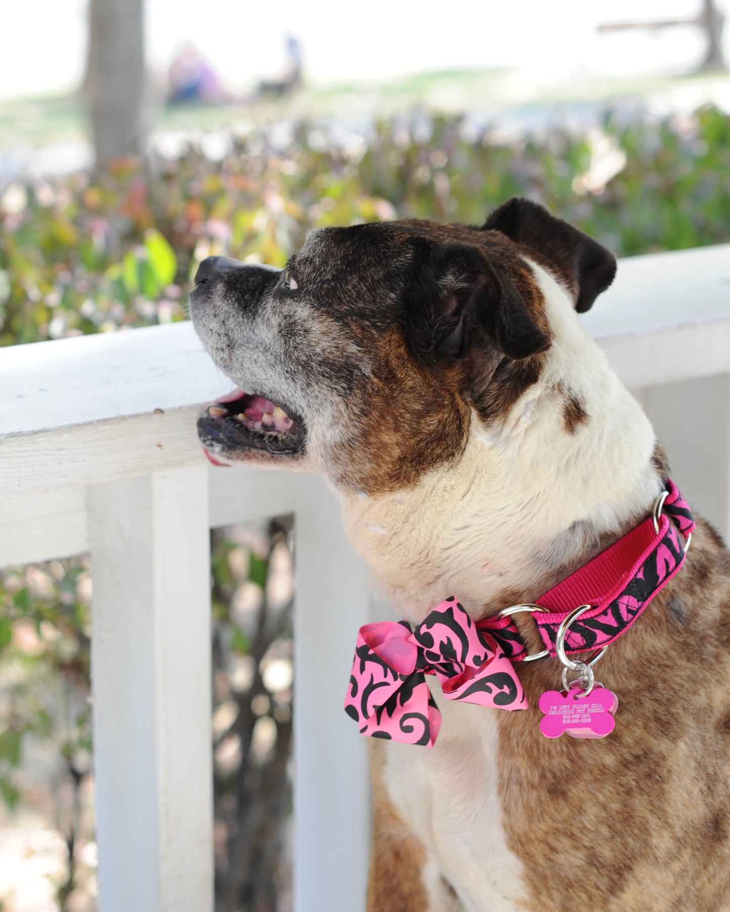 Dog Collar Bow Pack Large