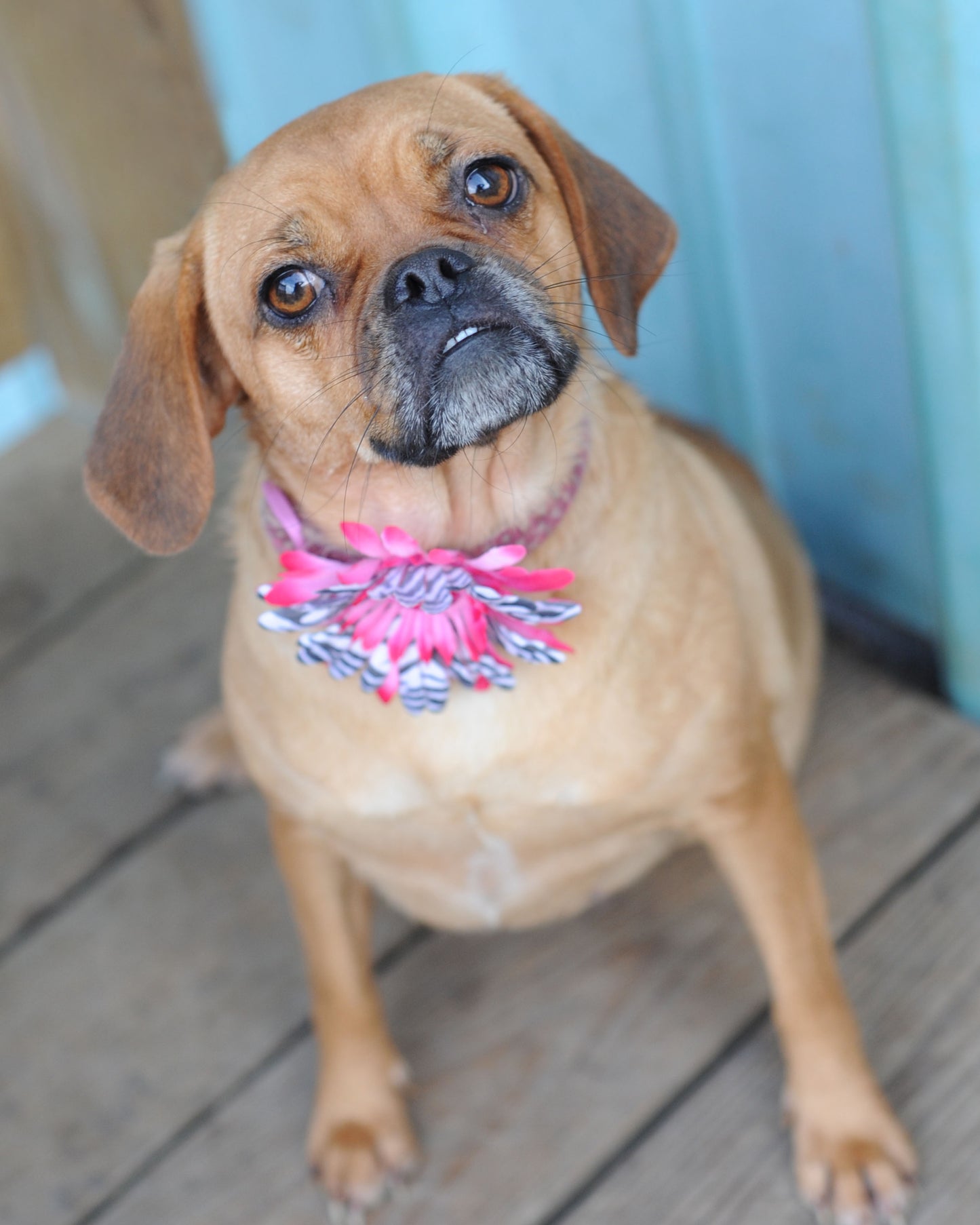 Daisy Dog Collar Bloom Pack