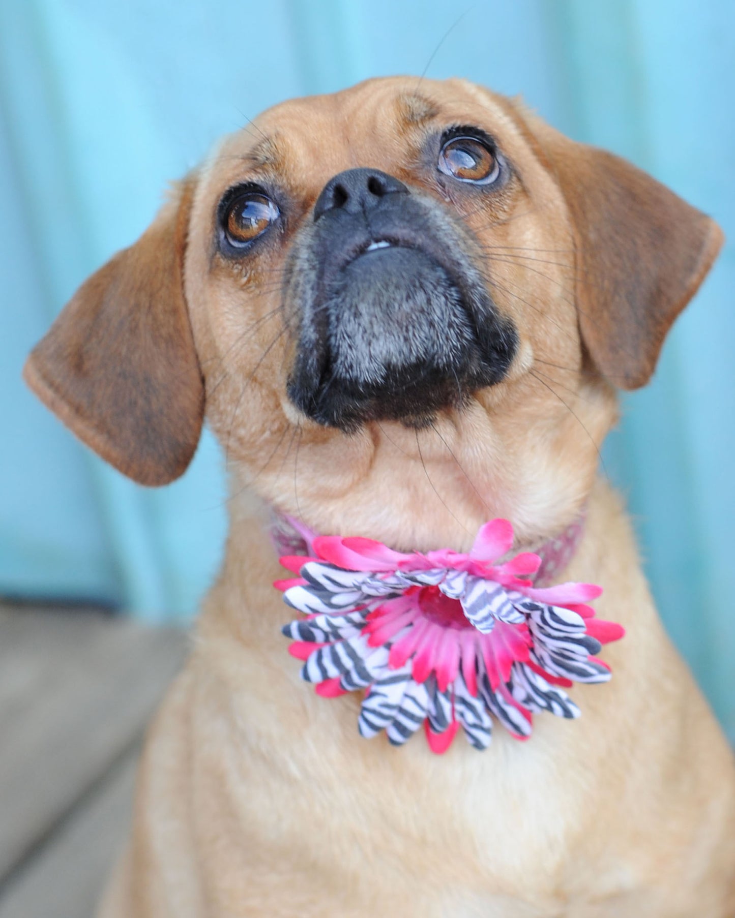 Daisy Dog Collar Bloom Pack