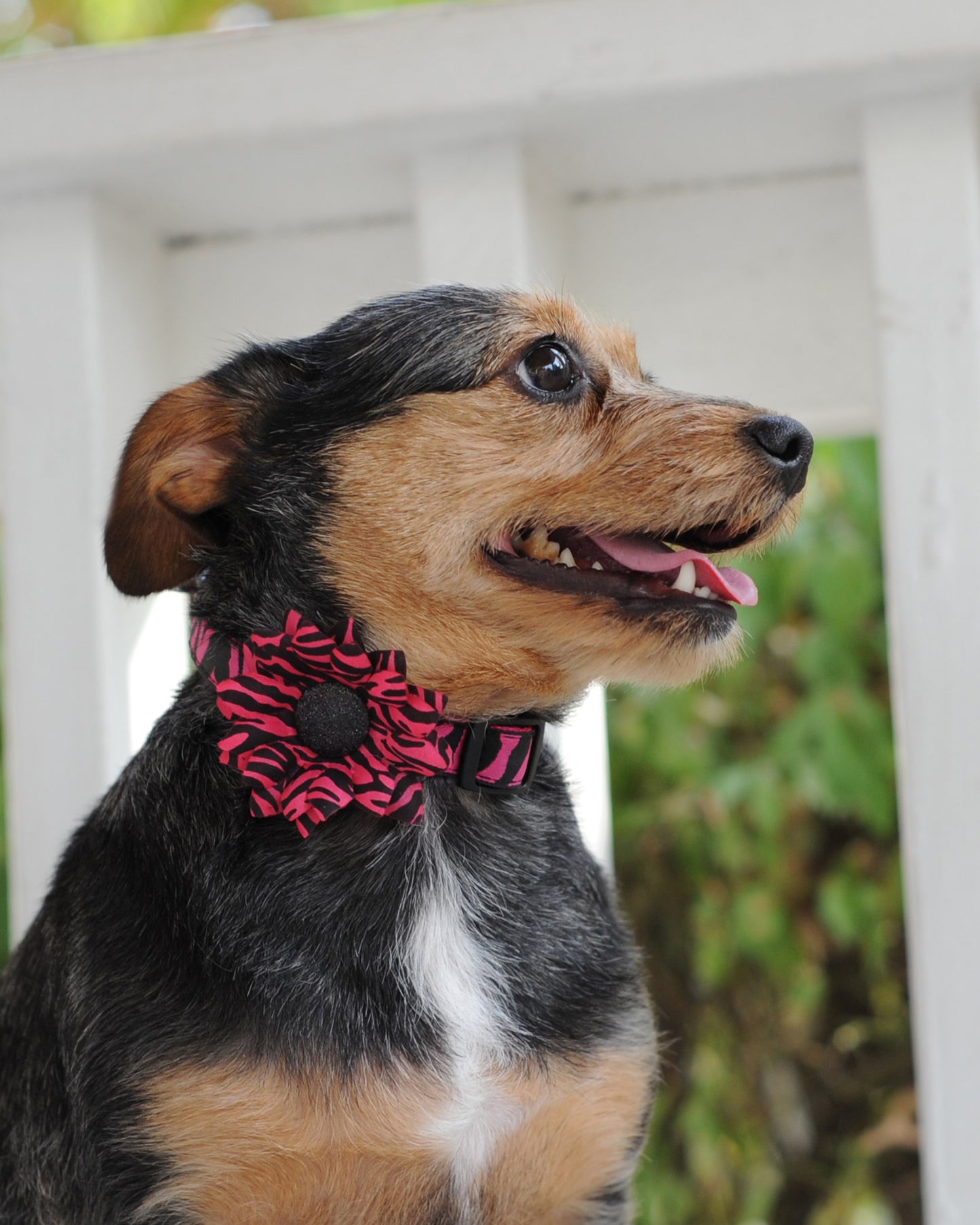 Mini Daisy Dog Collar Bloom Pack