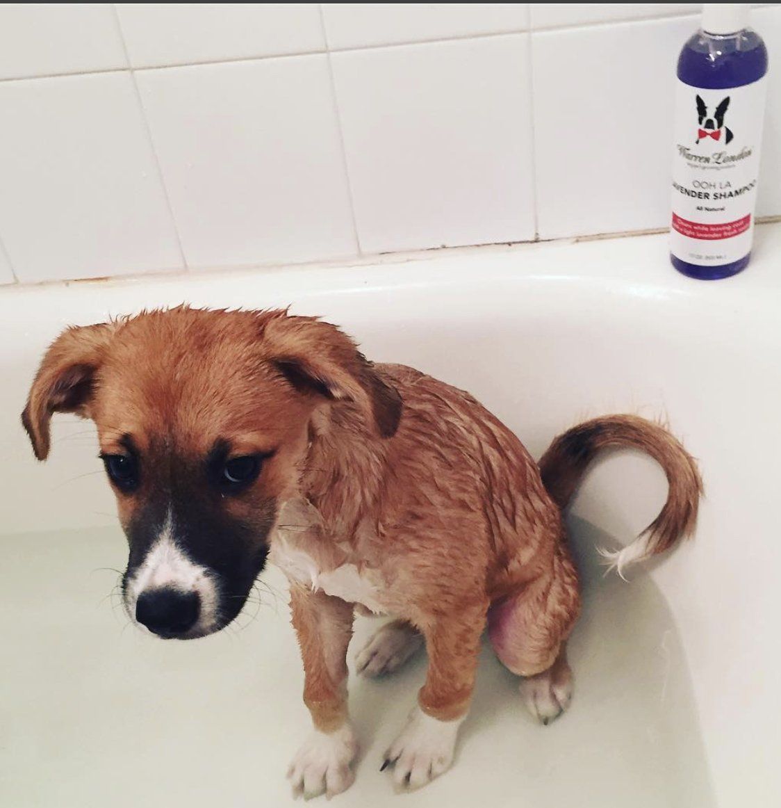 Calming Lavender Dog Shampoo w/Aloe Vera & Essential Oils