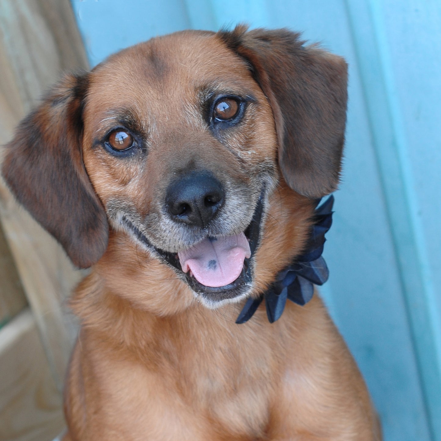 Lily Dog Collar Bloom Pack