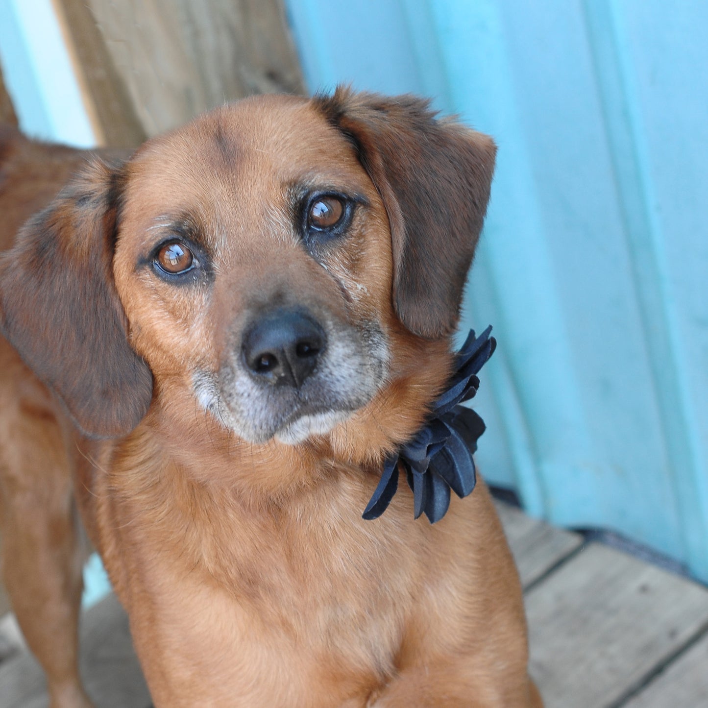 Lily Dog Collar Bloom Pack