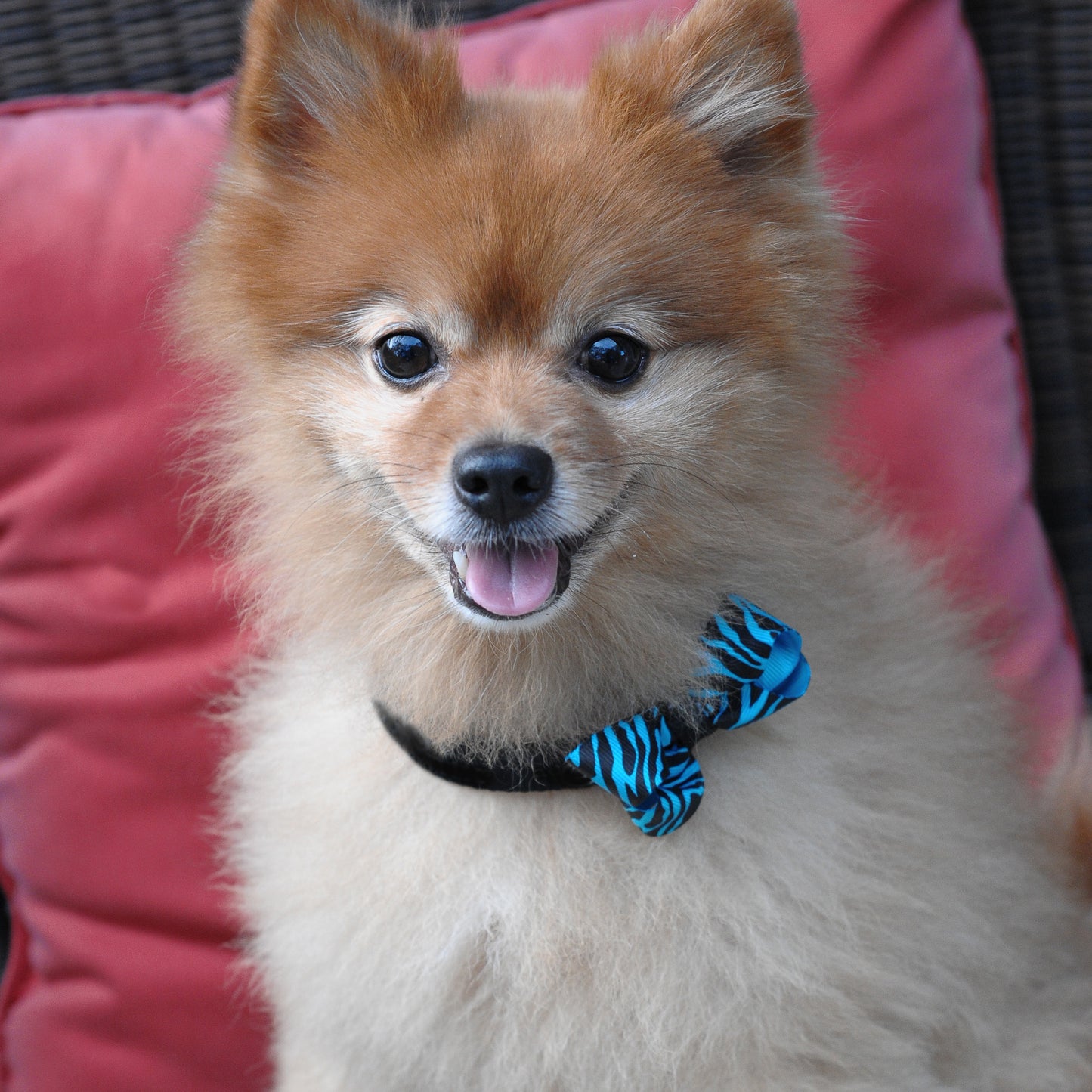 Dog Collar Bow Pack Bitty