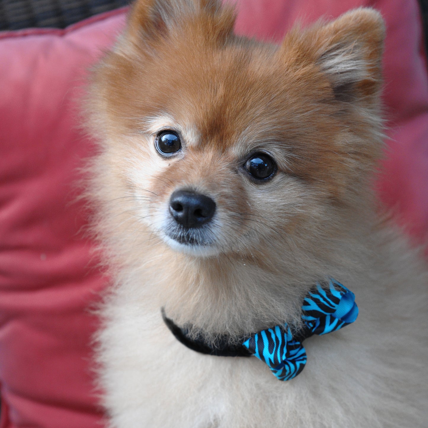 Dog Collar Bow Pack Bitty