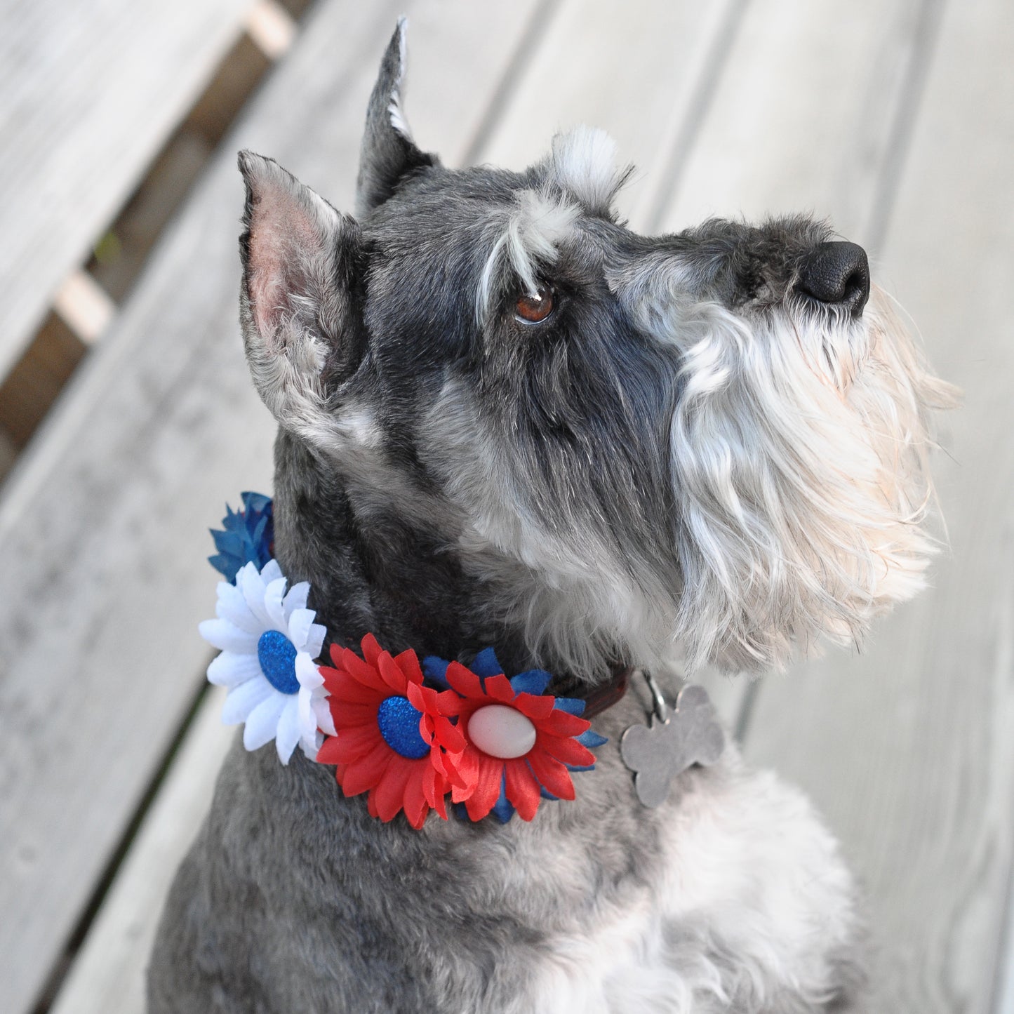 Mini Daisy Dog Collar Bloom Pack