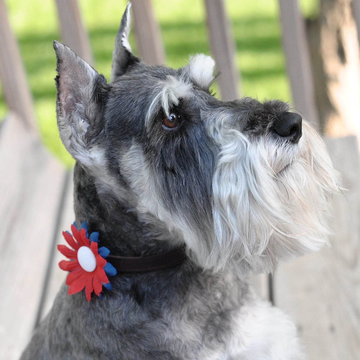 Mini Daisy Dog Collar Bloom Pack