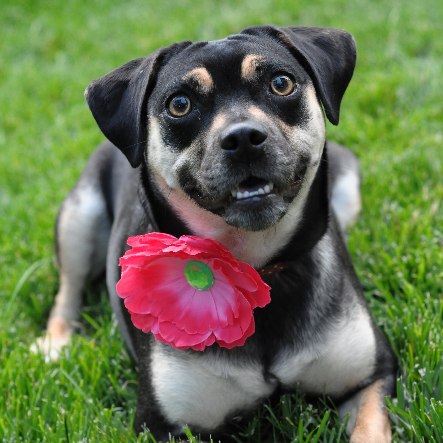 Peony Dog Collar Bloom Pack