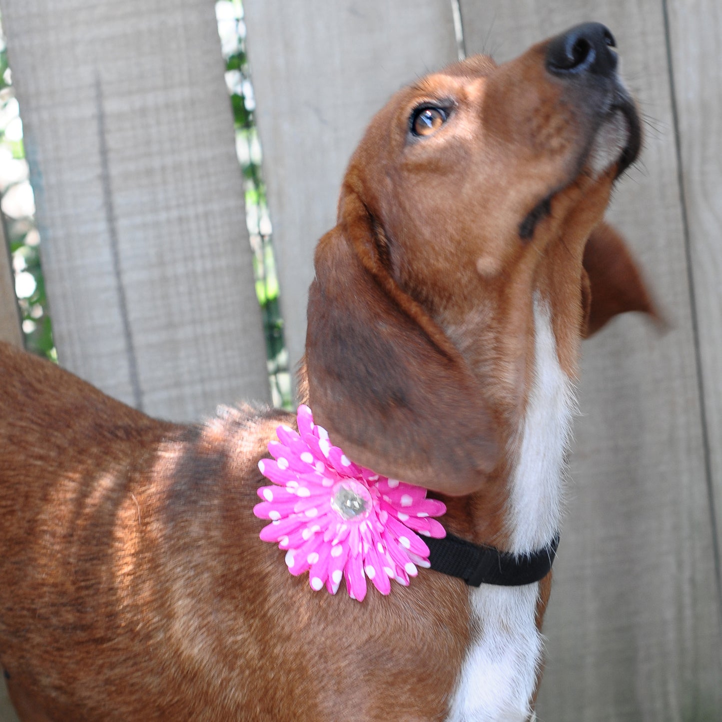 Daisy Dog Collar Bloom Pack