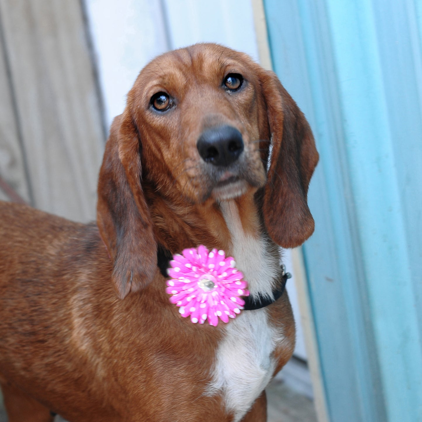 Daisy Dog Collar Bloom Pack
