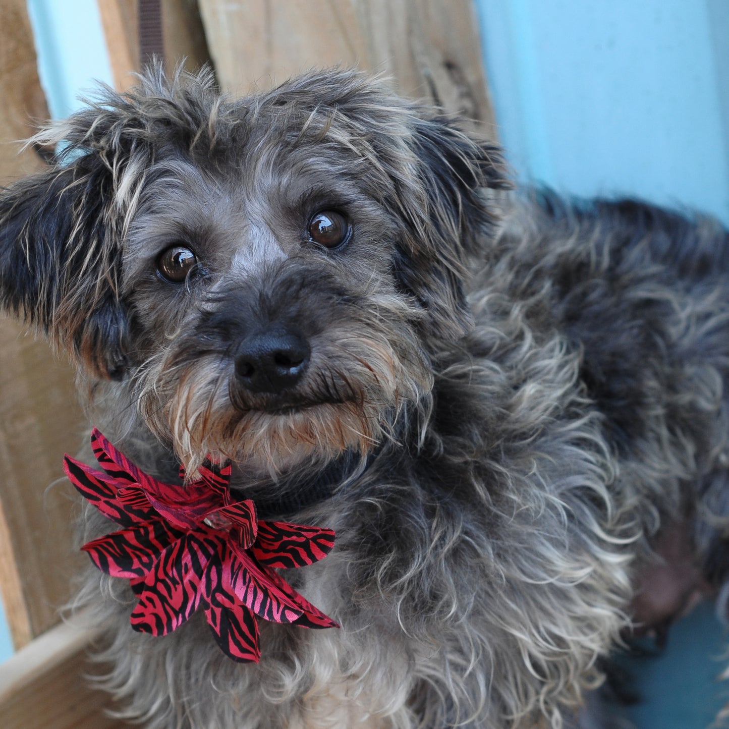 Lily Dog Collar Bloom Pack