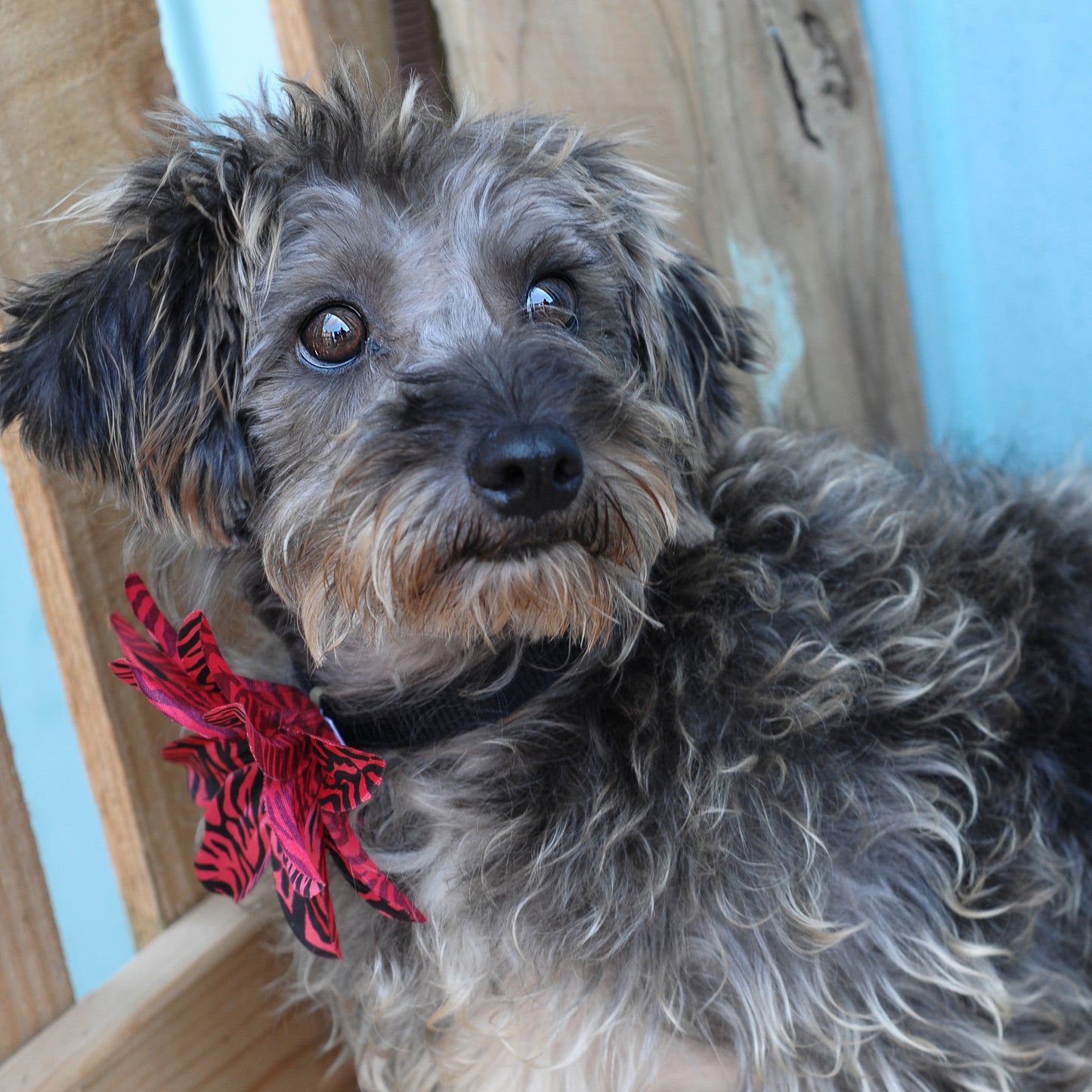 Lily Dog Collar Bloom Pack