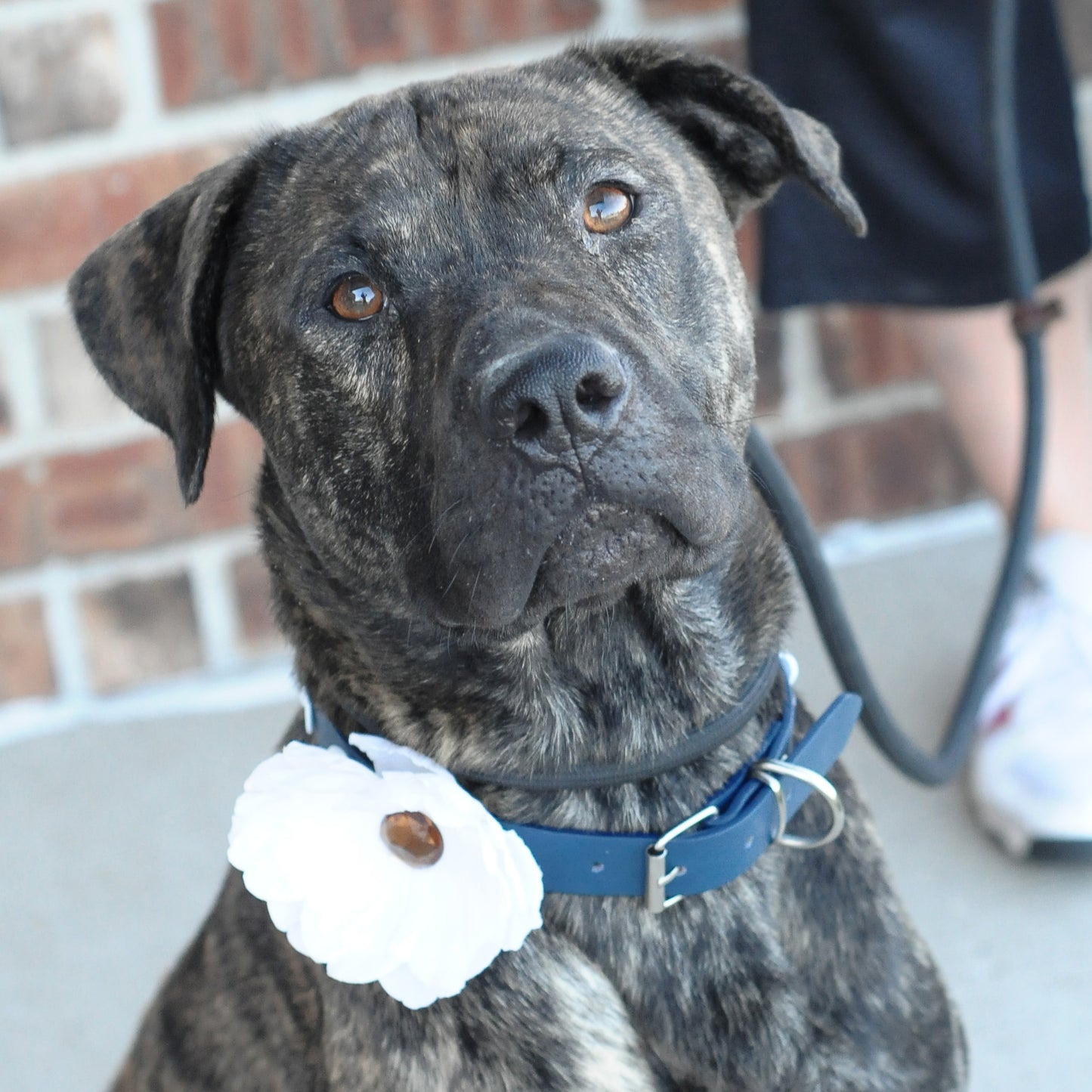 Peony Dog Collar Bloom Pack