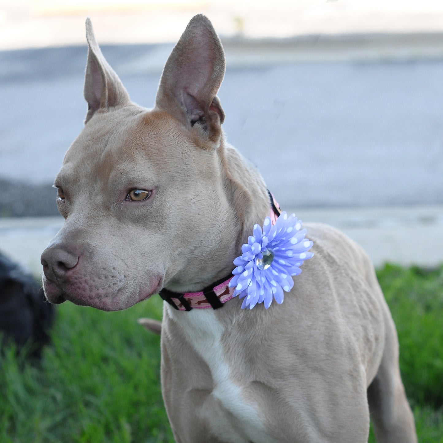 Daisy Dog Collar Bloom Pack