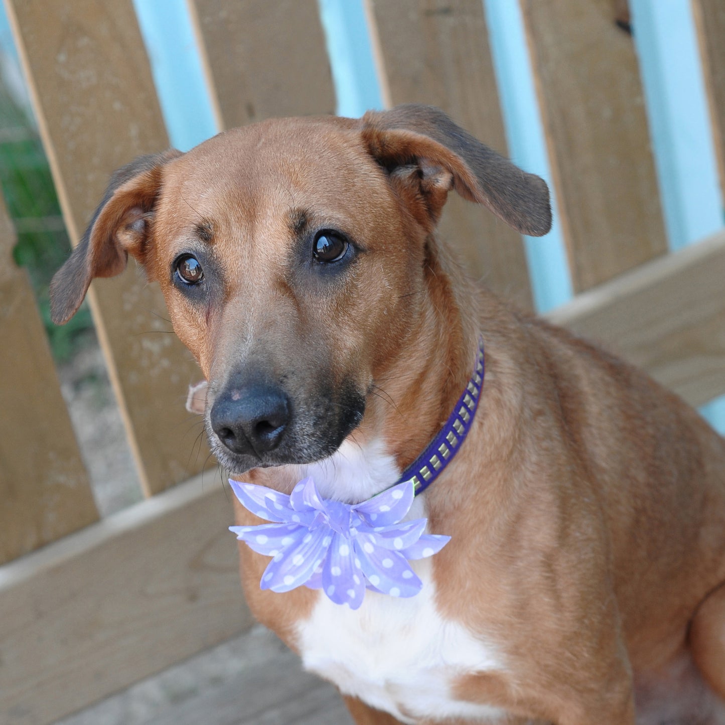 Lily Dog Collar Bloom Pack