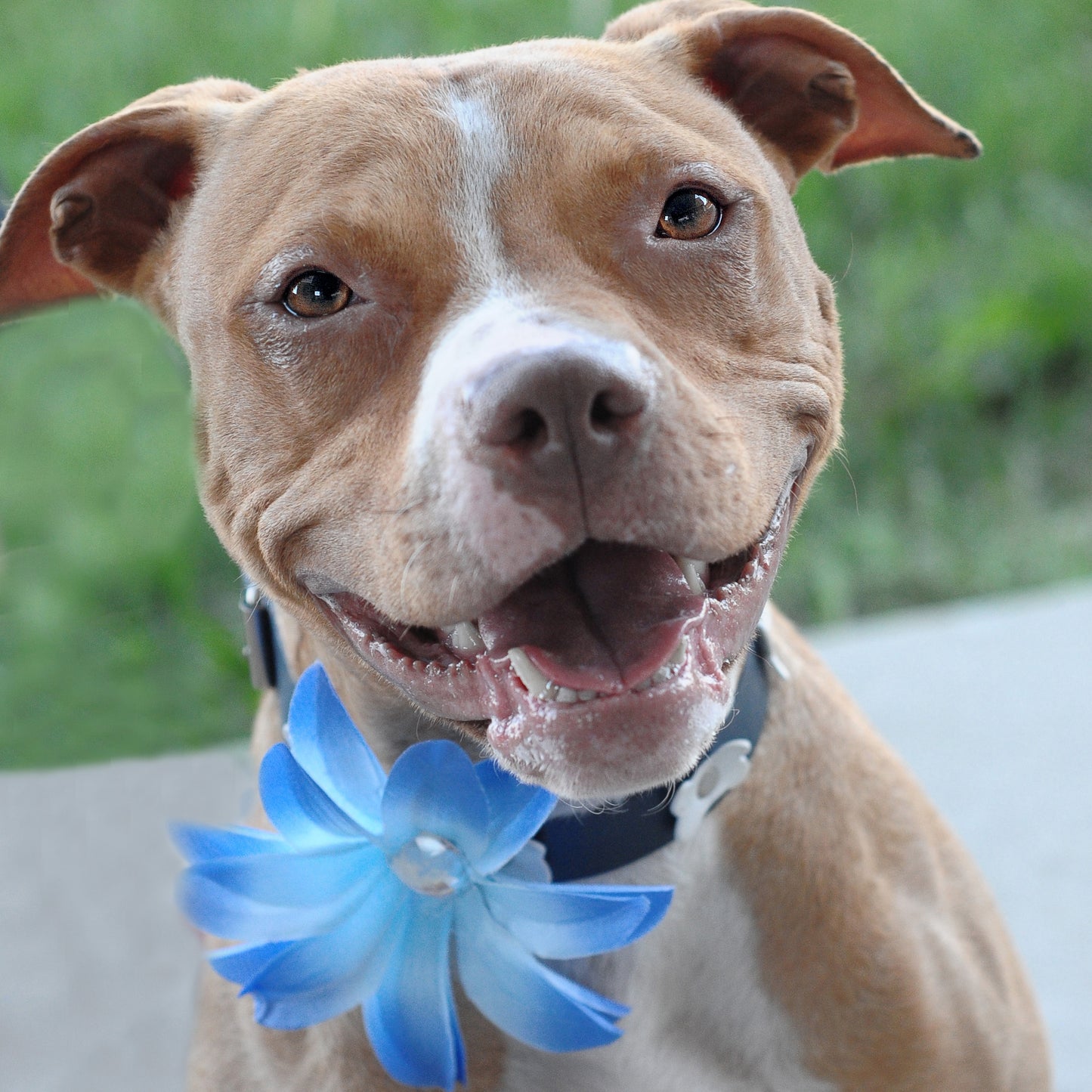 Lily Dog Collar Bloom Pack