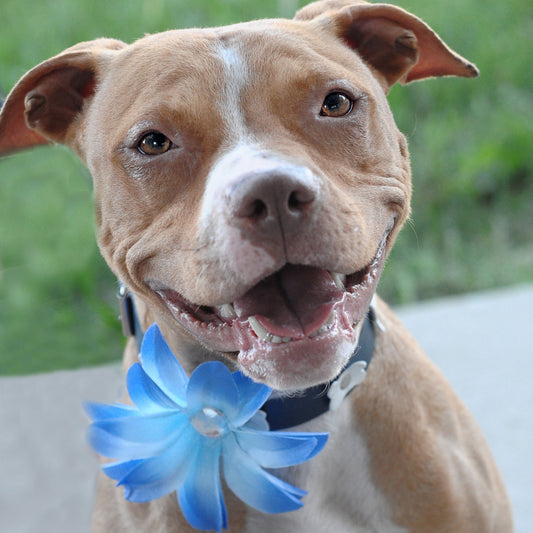 Lily Dog Collar Bloom Pack