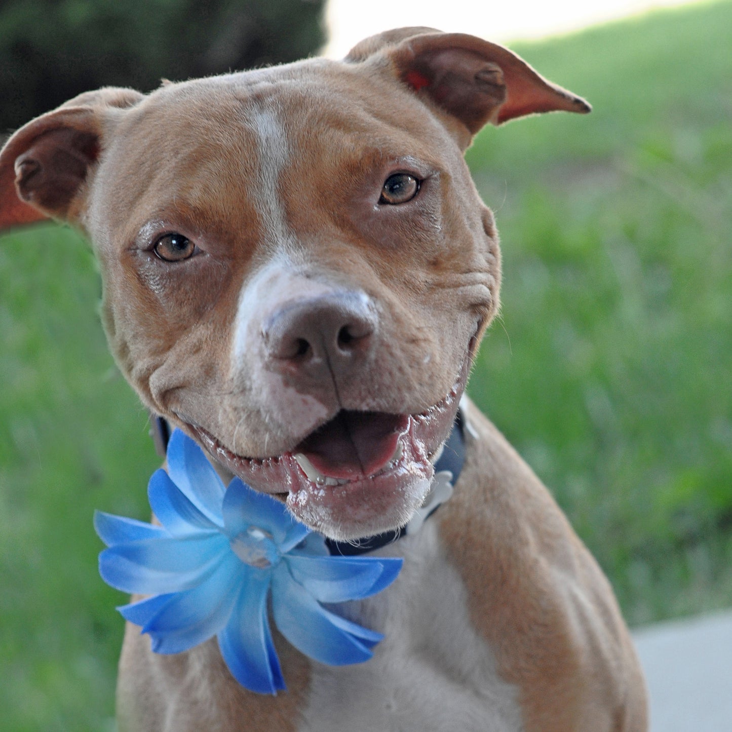 Lily Dog Collar Bloom Pack